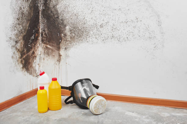 Best Mold Testing  in South San Jose Hills, CA