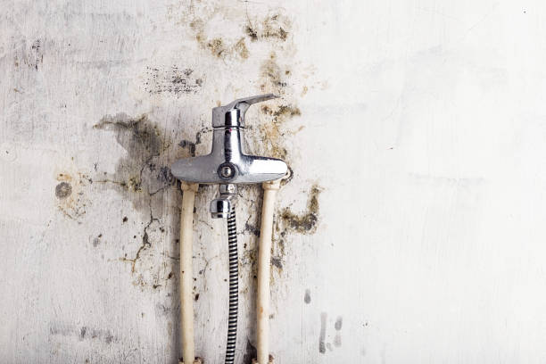 Best Mold Removal Company Near Me  in South San Jose Hills, CA