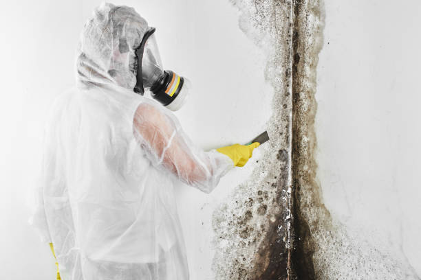 Best Fast Mold Removal  in South San Jose Hills, CA