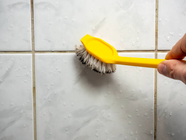 South San Jose Hills, CA Mold Removal Company