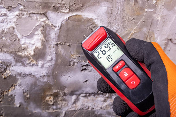 Best Black Mold Removal  in South San Jose Hills, CA