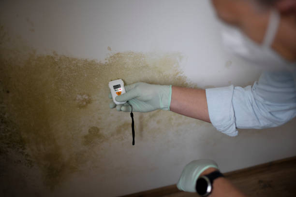 Best Professional Mold Removal  in South San Jose Hills, CA