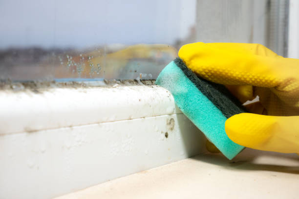Best Residential Mold Removal  in South San Jose Hills, CA