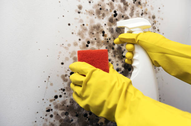 Best Emergency Mold Removal  in South San Jose Hills, CA
