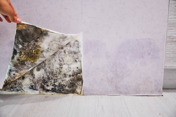 Best Black Mold Removal  in South San Jose Hills, CA